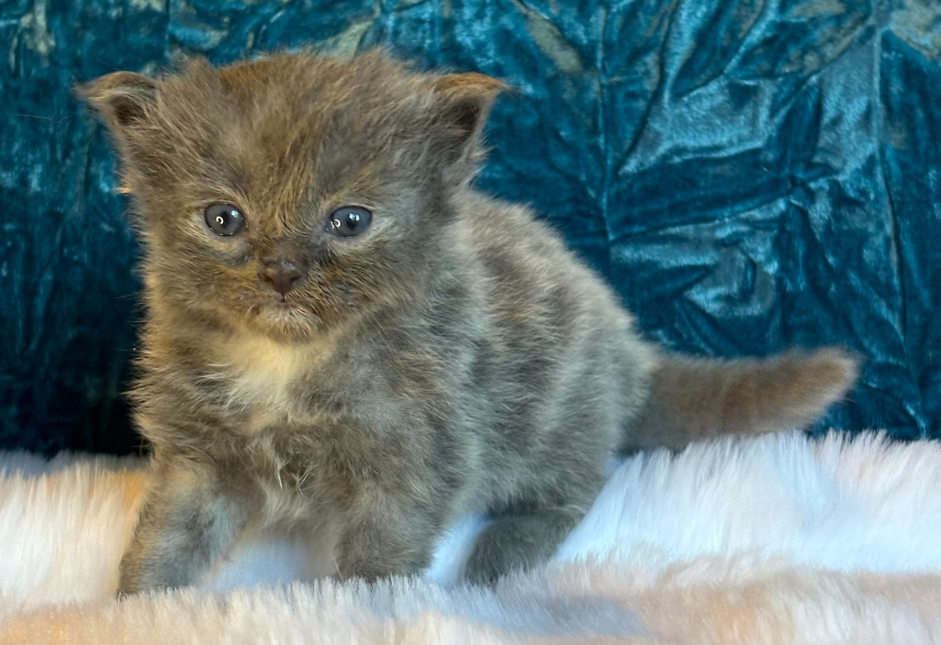 Blue Mitted Solid Boy
