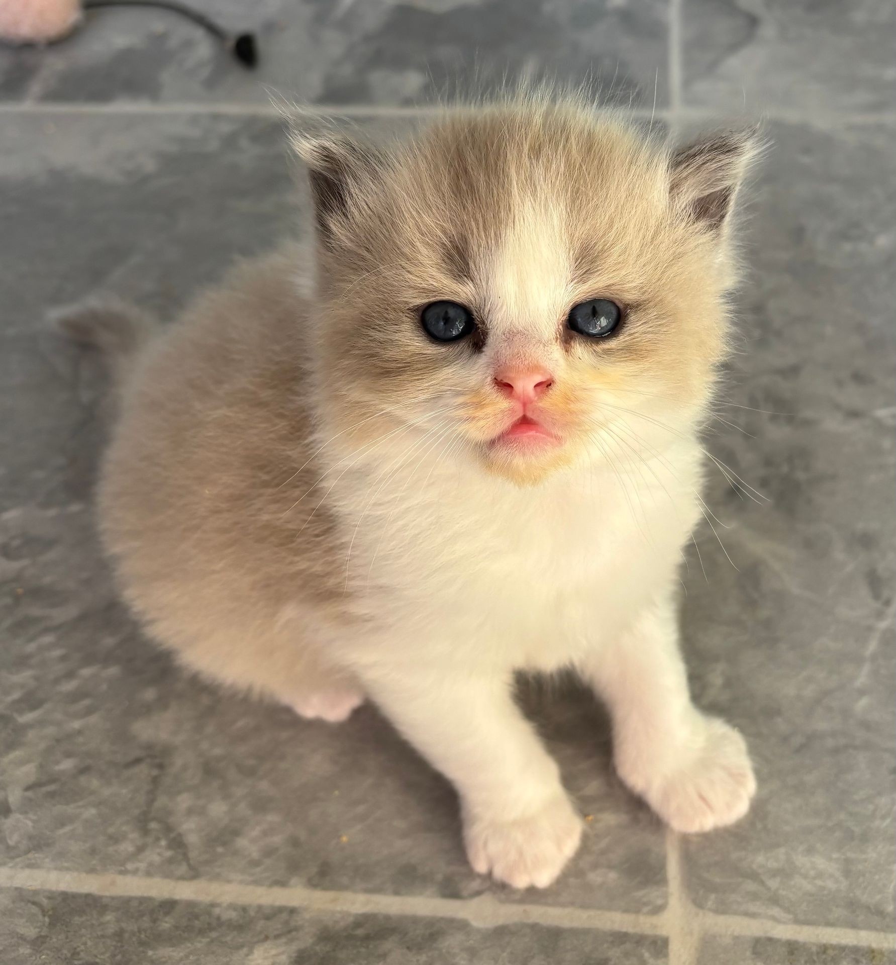 Chocolate Bicolour Mink Boy (Adopted)