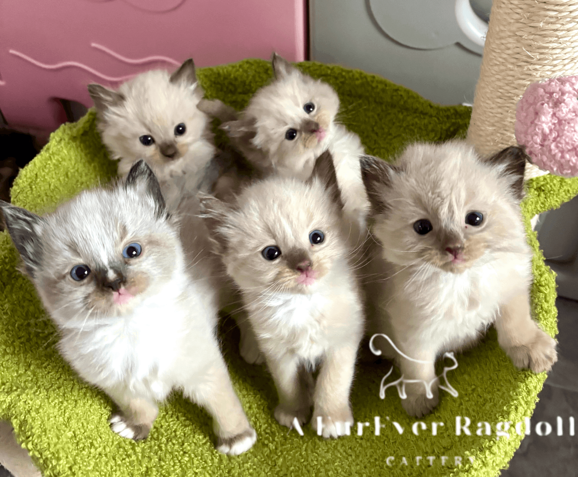 Purebred Ragdoll Kittens