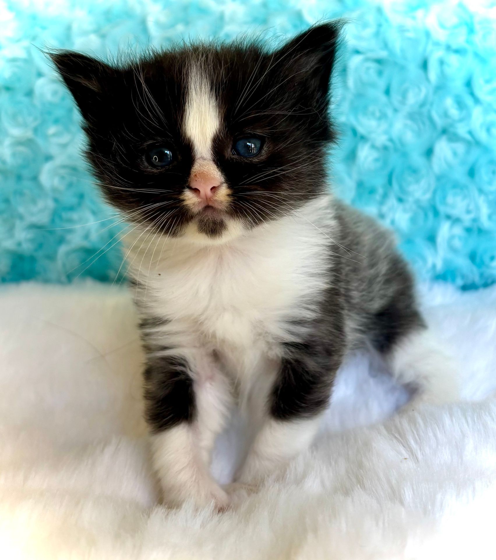Black and white Solid Boy with a blaze