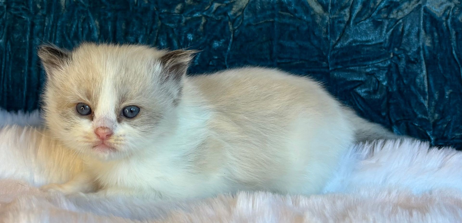 Blue Bicolour Mink Boy