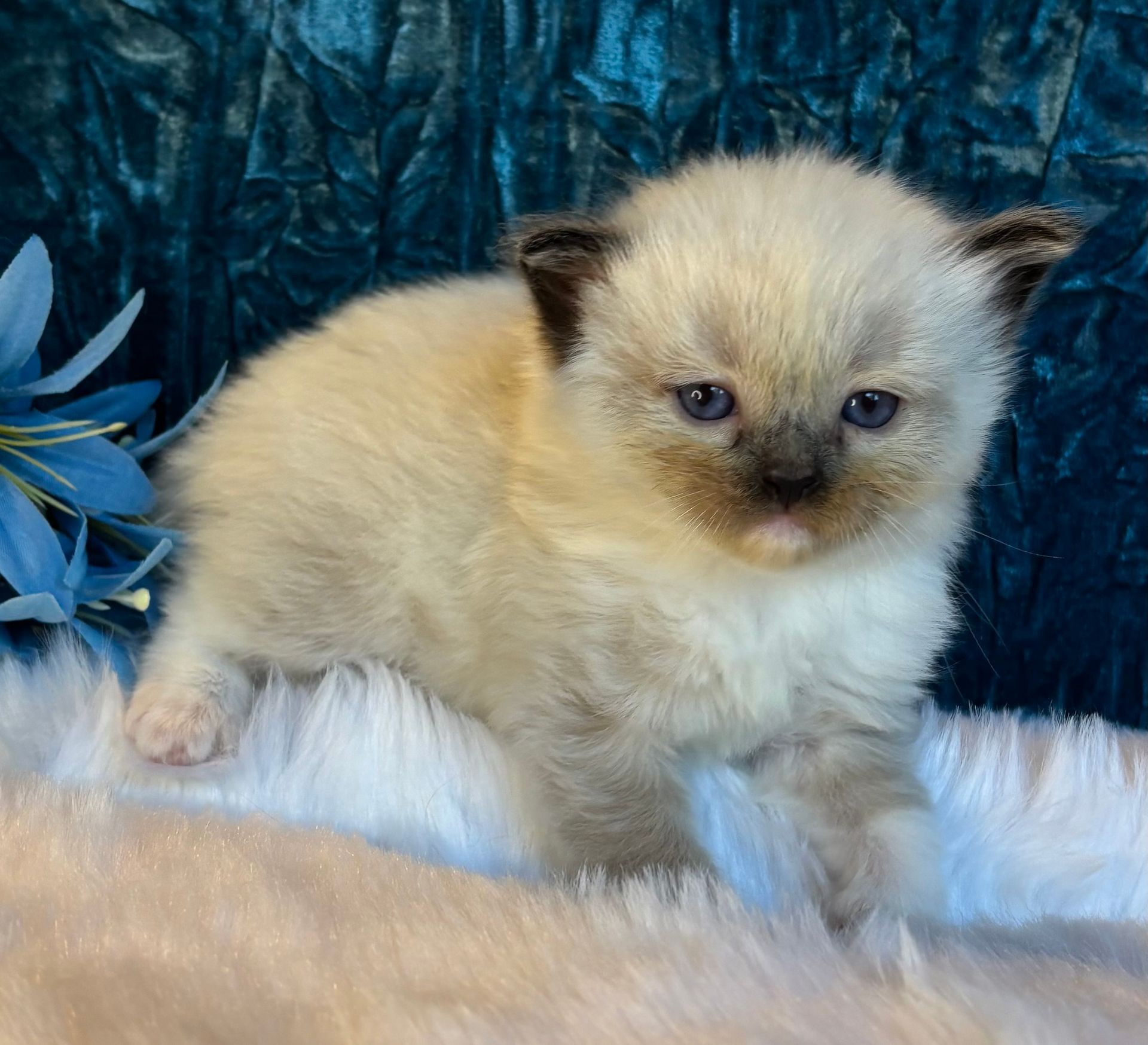 Blue Mitted Traditional Boy