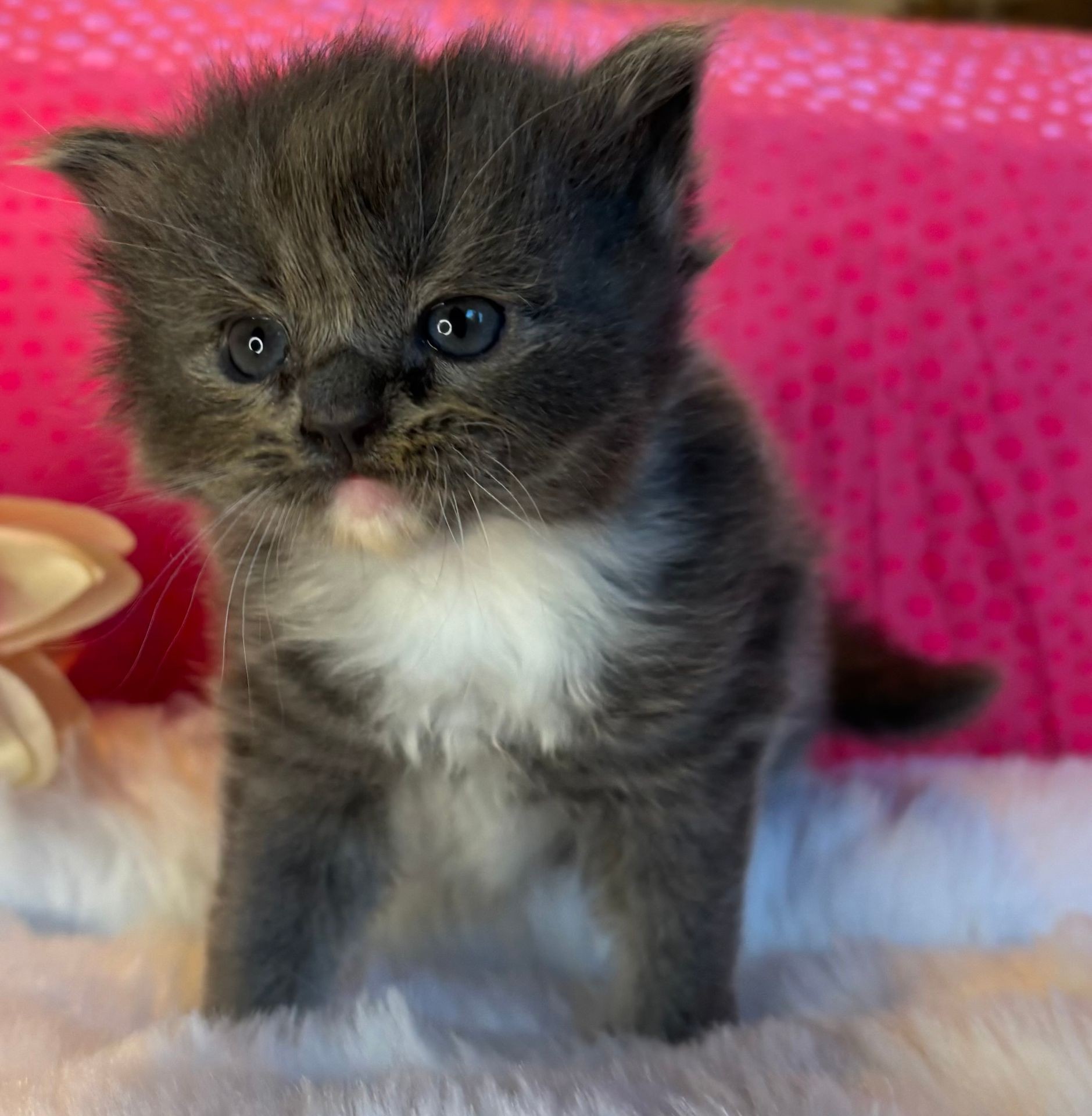Blue Mitted Solid Girl